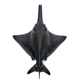 Sawfish
