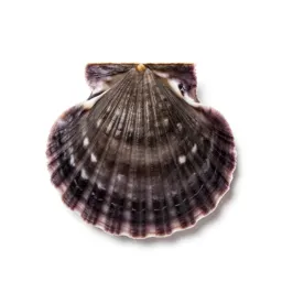 Scallop