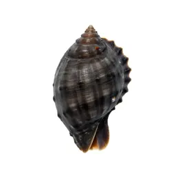 Scaphopod