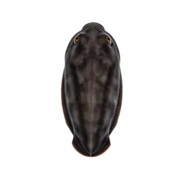 Sea hare