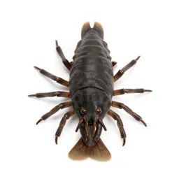Sea louse