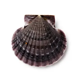 Sea scallop