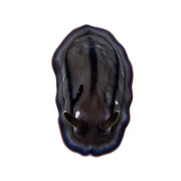 Sea slug