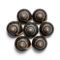Seasnail