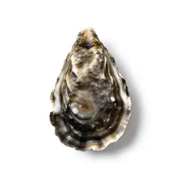 Seed oyster