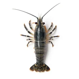 Seed shrimp