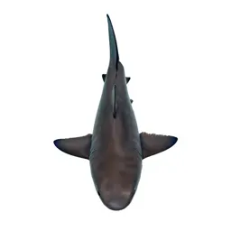 Shark