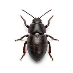 Shipworm