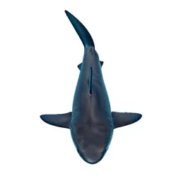 Shortfin mako