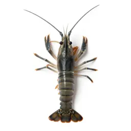 Shrimp
