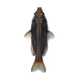 Shrimpfish