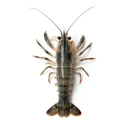 Skeleton shrimp
