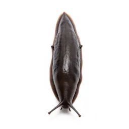 Slug