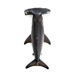 Smalleye hammerhead