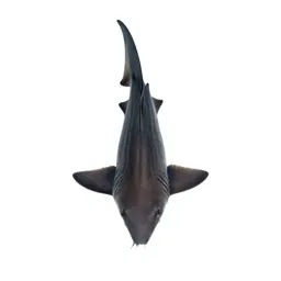 Smalltooth sawfish