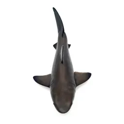 Smooth dogfish