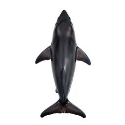 Smooth hammerhead