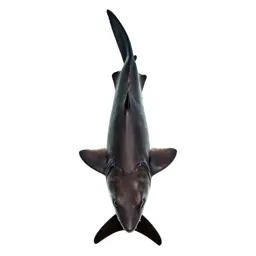 Smoothhound