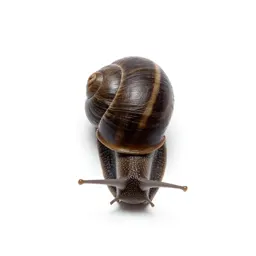 Snail