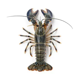 Snapping shrimp