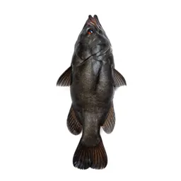 Snipefish