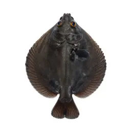 Soft-finned fish