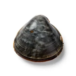 Soft-shell clam