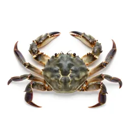 Soft-shell crab