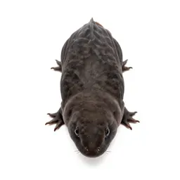 Solenogaster
