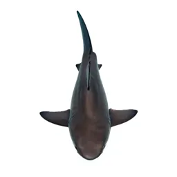 Soupfin shark