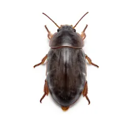 Sow bug