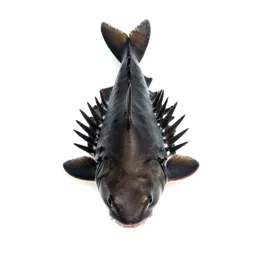 Spiny dogfish