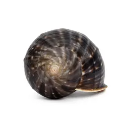 Spirula