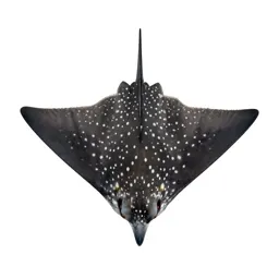 Spotted eagle ray