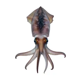 Squid