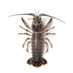Squilla