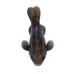 Squirrelfish