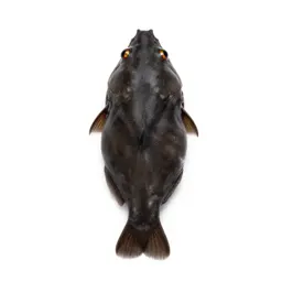 Stickleback
