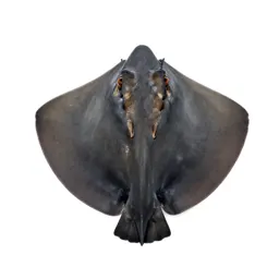 Stingray