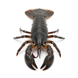 Stomatopod