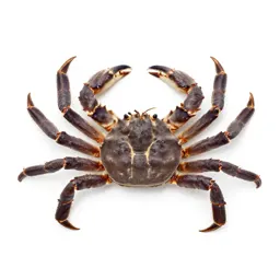 Stone crab