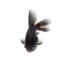 Striped killifish
