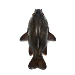 Sucker