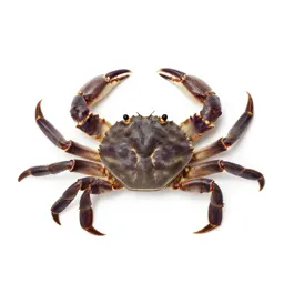 Swimming crab