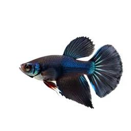 Swordtail
