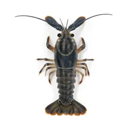 Tadpole shrimp