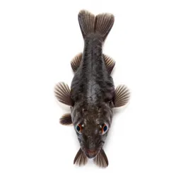 Ten-spined stickleback