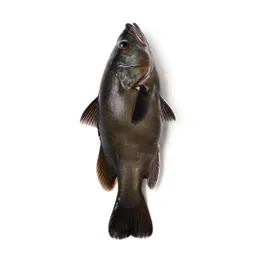 Tench