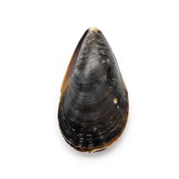 Thin-shelled mussel
