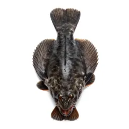 Thorny skate